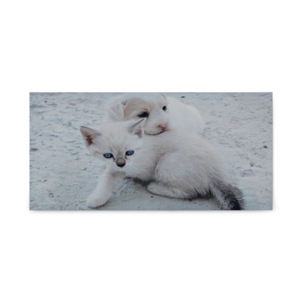 Adorable kitten and puppy on framed acoustic panel