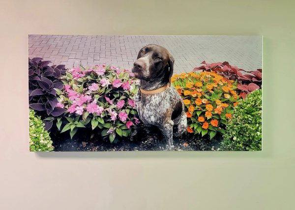 Happy dog on acoustic panel